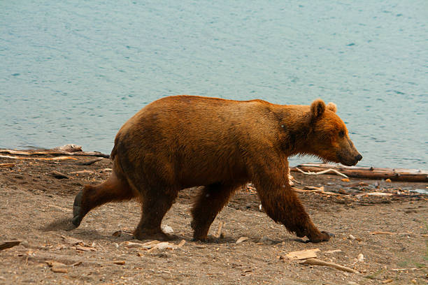 Bear Salmon Fishing Bears salmon fishing in Alaska. katmai peninsula stock pictures, royalty-free photos & images