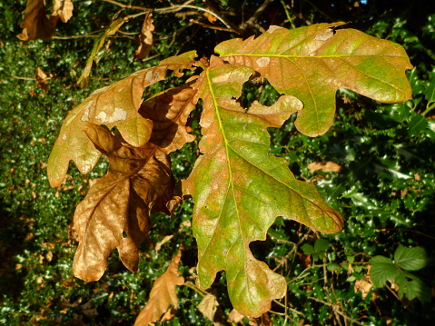 Autumnal oak leaves, Norfolk, UK.
