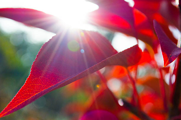 istock Pear leafs on the sunny  day 626670724