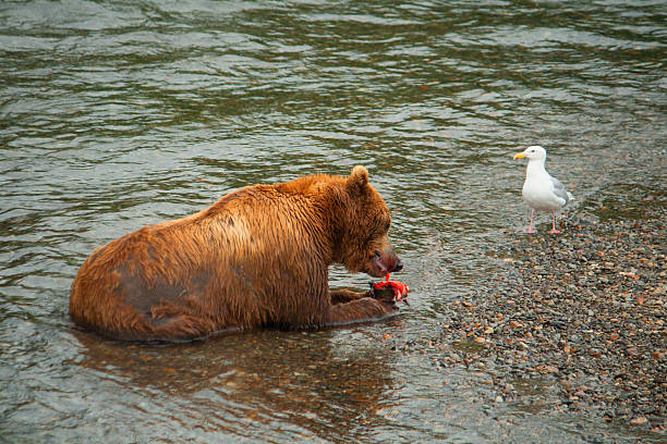 Bear Salmon Fishing Bears salmon fishing in Alaska. katmai peninsula stock pictures, royalty-free photos & images