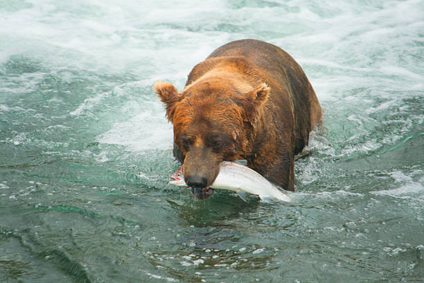 Bear Salmon Fishing Bears salmon fishing in Alaska. brown bear catching salmon stock pictures, royalty-free photos & images