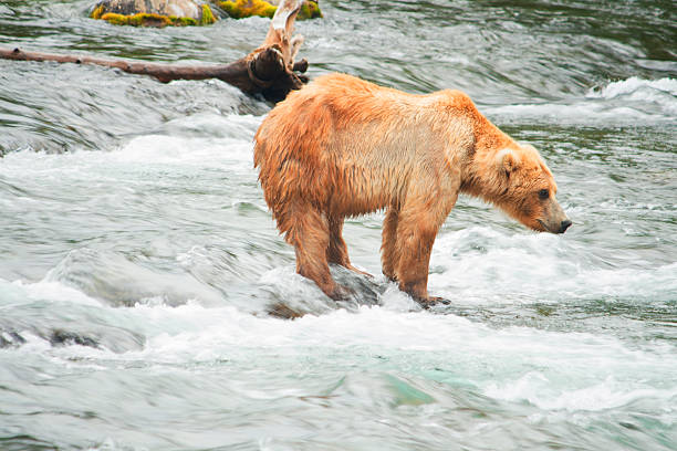 istock Bear Salmon Fishing 626671046