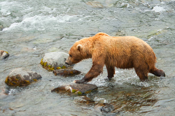 istock Bear Salmon Fishing 626671074