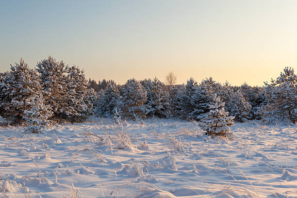 istock On a sunny winter day in the pine forest. 626671078