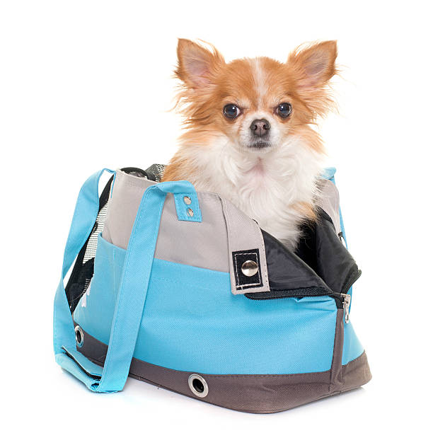 istock chihuahua and travel bag 626672788