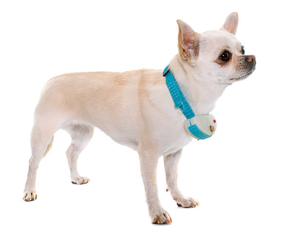 chihuahua and shock collar white chihuahua and shock collar in front of white background barking animal sound stock pictures, royalty-free photos & images