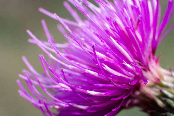 istock Abstract macro shot of the flower 626672836