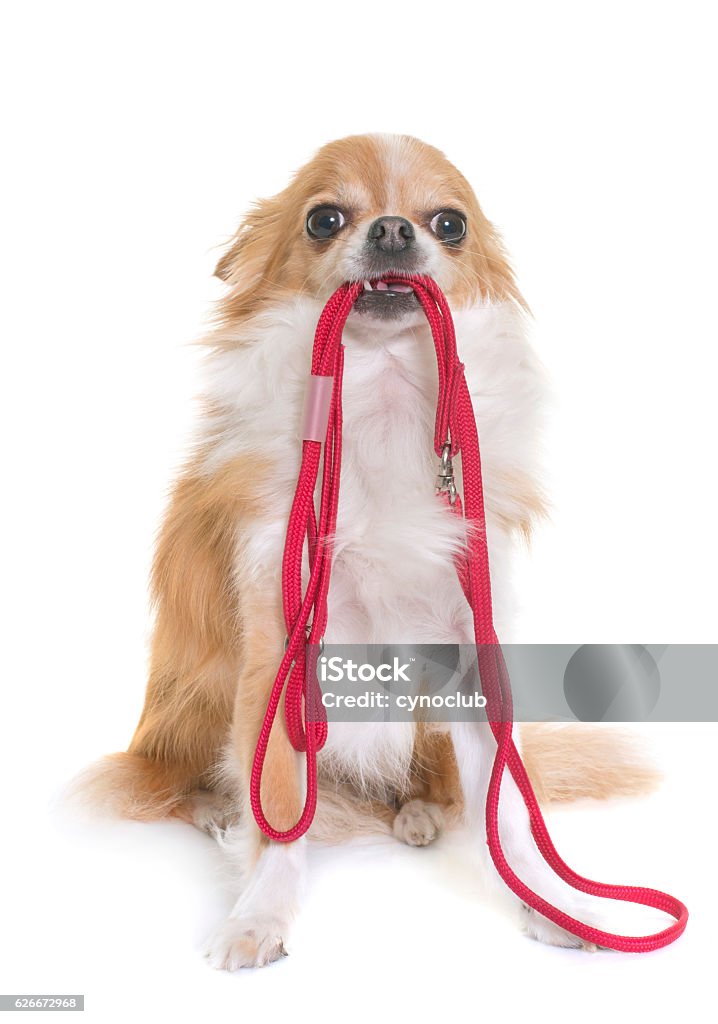 chihuahua and leash purebred chihuahua holding a leash in front of white background Dog Walking Stock Photo