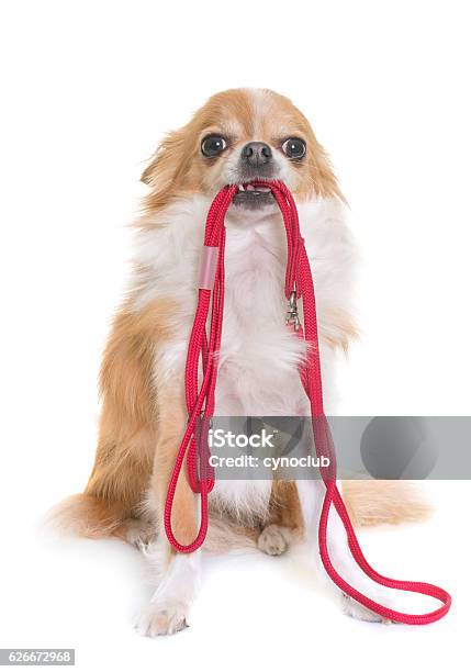Chihuahua And Leash Stock Photo - Download Image Now - Dog Walking, White Background, Pet Leash