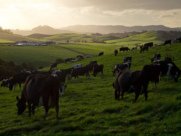 istock grazing cows in hilly countryside 626673222