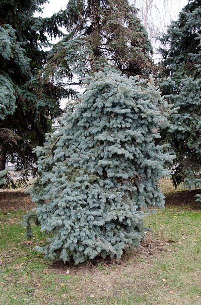 istock Young fir tree in a city park 626673400