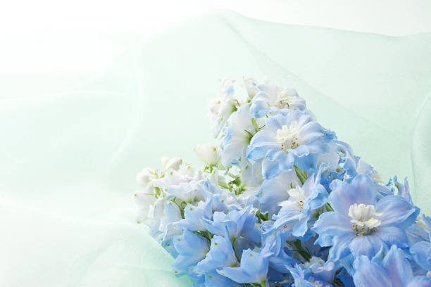 istock Blue flower on green organdy 626673650