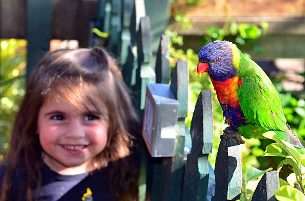 Australian Rainbow Lorikeet Happy little child (girl age 04) smile and looks at Native Australian Rainbow Lorikeet sit on a wooden fence. rainbow lorikeet photos stock pictures, royalty-free photos & images