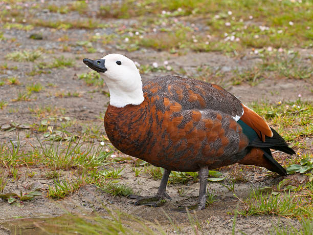 istock Female paradise duck 626679224