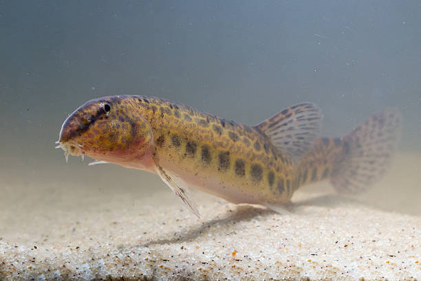 spotted weather loach resting spotted weather loach (Cobitis taenia) resting on the bottom spined stock pictures, royalty-free photos & images