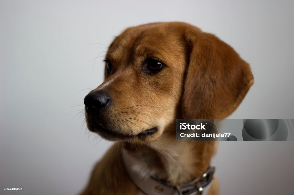 Cute Dog Dog looking at the camera Animal Stock Photo