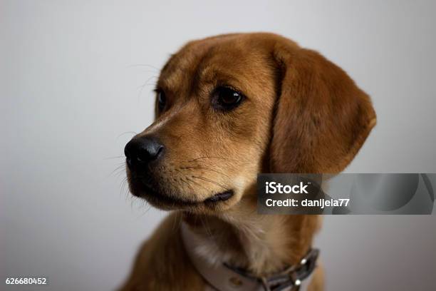 Cute Dog Stock Photo - Download Image Now - Animal, Animal Body Part, Animal Hair