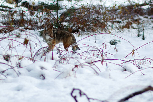 istock Coyote hunting in the snow 626681560