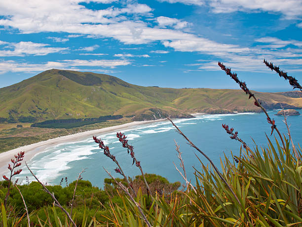 해얀 보기  - new zealand flax 뉴스 사진 이미지