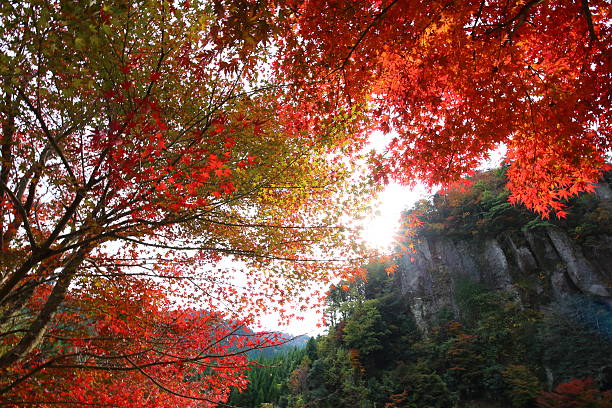 istock Autumn leaves of sitifuku hot spring 626685352