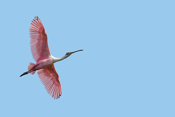 istock Beautiful tropical Spoonbill against blue sky 626685716