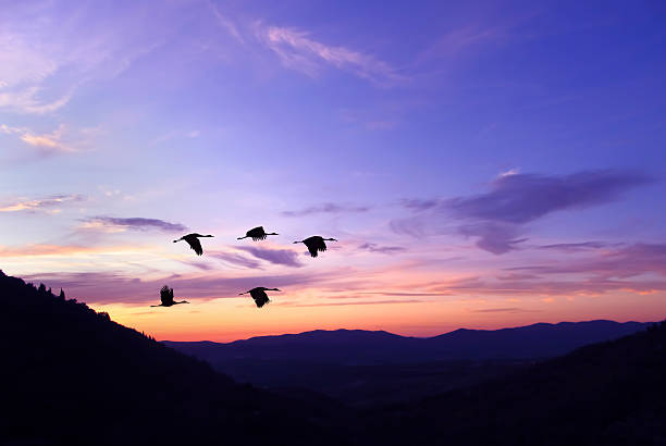 istock Purple sky on sunset or sunrise with flying birds 626685920