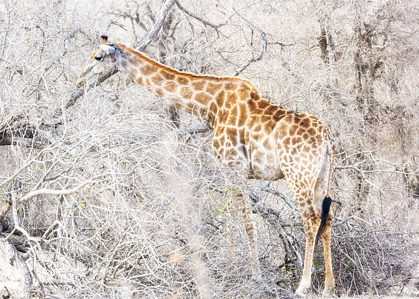 istock Giraffe Eating Branches in Dry Woodlands 626693818