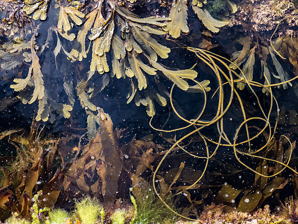 istock Seaweeds, North Sea Tide Pool 626697036