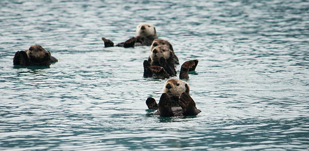 Sea Otter Wild sea otter floating in a bay. morro castle havana stock pictures, royalty-free photos & images