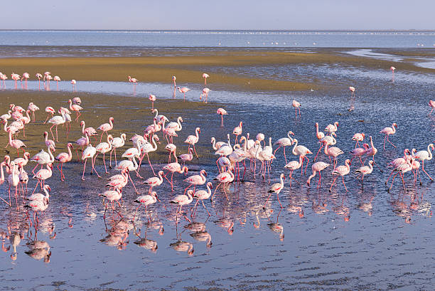 ウォルビスベイ、ナミビア、アフリカのピンクフラミンゴ - walvis bay ストックフォトと画像