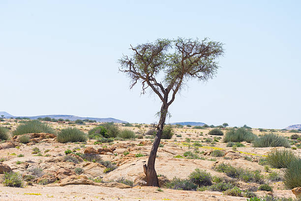 istock The Namib desert, Namibia, Africa 626697470