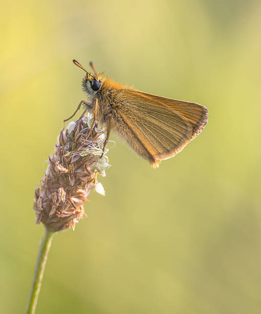 istock Essex skipper on plantain 626697534