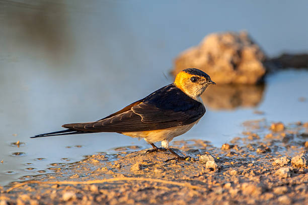 red-rumped swallow taking mud red-rumped swallow (Cecropis daurica) near a mud pool used for nest building red rumped swallow stock pictures, royalty-free photos & images