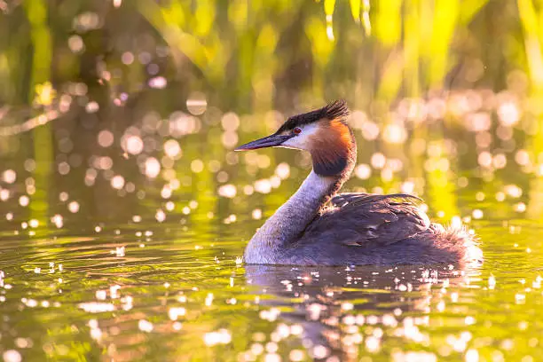 Great Crested Grebe (Podiceps cristatus) floating in water with beautiful sunset reflections