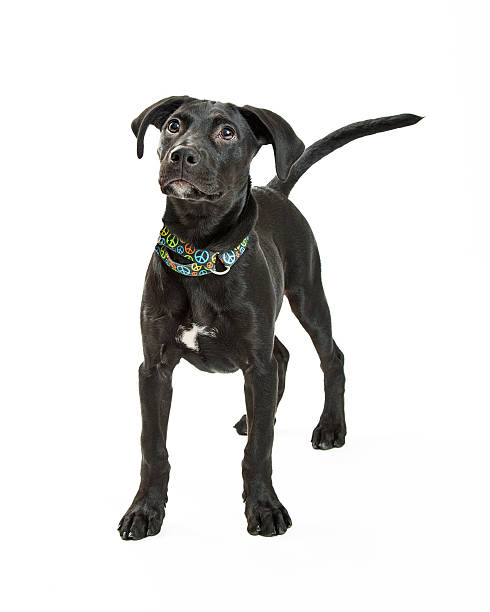 istock Young Black Labrador Dog Standing Looking Up 626698378
