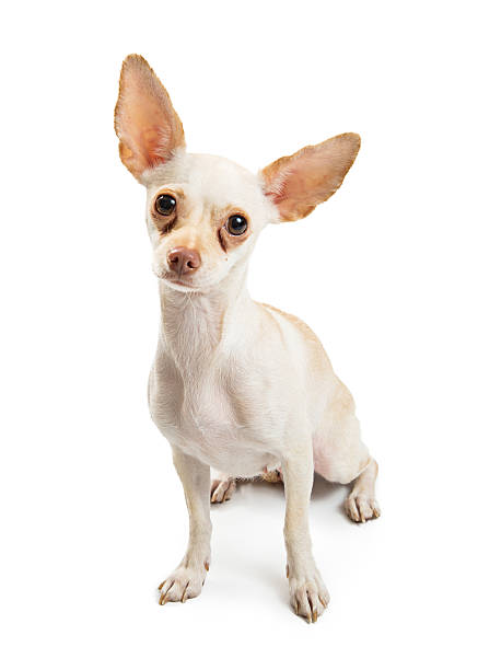 istock White Chihuahua Dog With Tear Stains 626698472