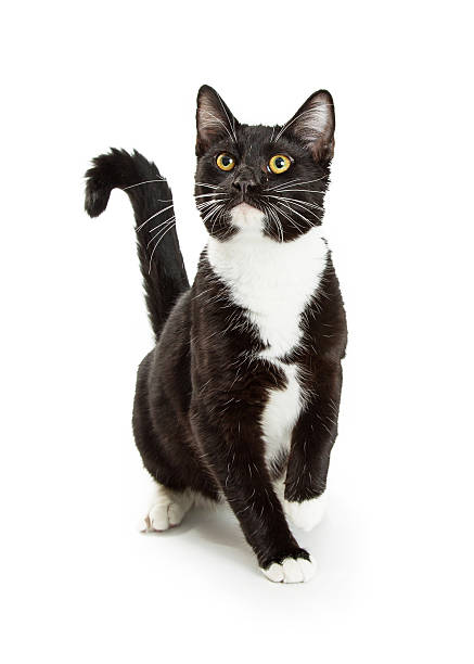 Curious Playful Cat Sitting Raising Paw Cute curious black and white tuxedo cat sitting on white looking up and raising a paw tuxedo cat stock pictures, royalty-free photos & images