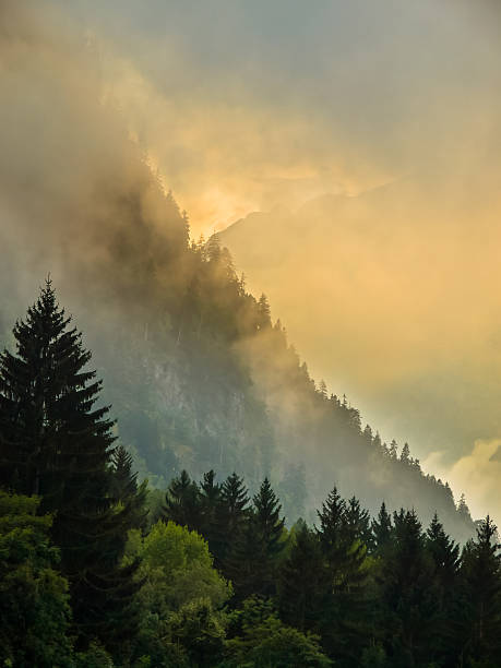 istock Sunrise over Mountain ridge with pine trees 626700658