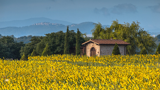 Field of Sunflowers in Tuscany Landscape, Italy