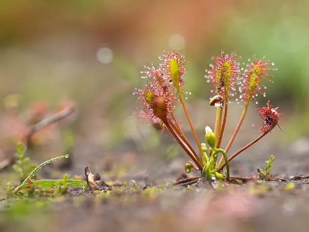 Oblong-leaved Sundew (Drosera intermedia) growing in a natural bog