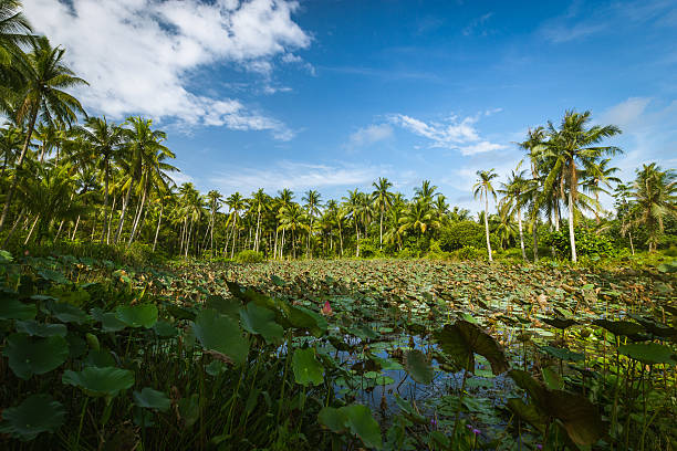 istock Pulau Ubin's swamp 626701402