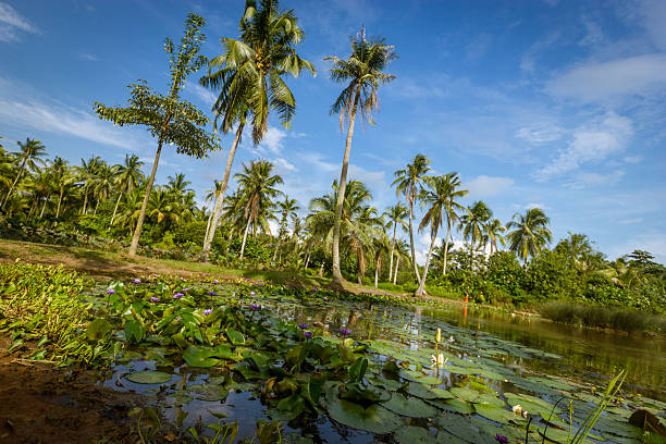 istock Pulau Ubin's swamp 626701432