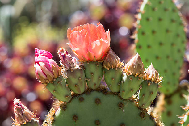istock Flowering Opuntia Aciculata Cactus, Chenille Pricklypear 626702668