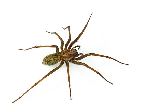 poilu araignée - monstrosity photos et images de collection