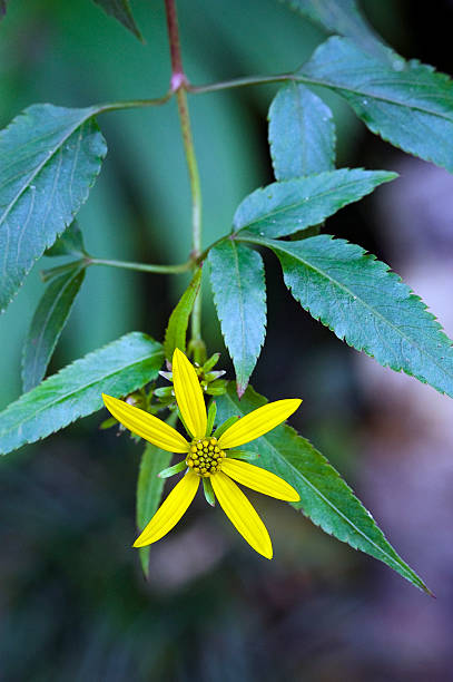 istock Beautiful and extravagant micro yellow flower 626703226