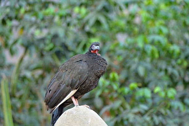 THat's all, a White-winged Guan, Penelope albipennis, perched on a rock in Northern Peru for the bird lover