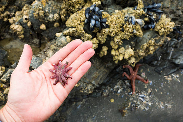 istock Tide pooling discovery in Alaska 626704374