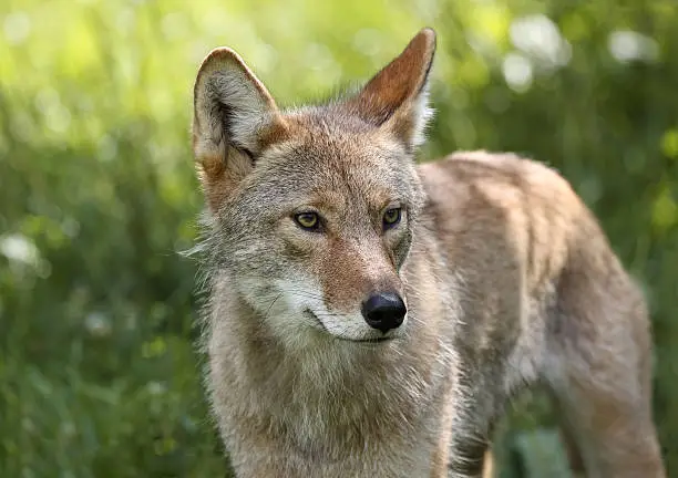 coyote in nature during spring