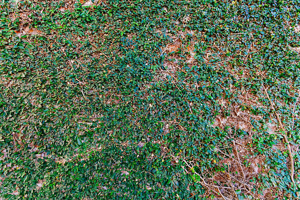 istock Ficus pumila creeper with green leaves on a wall 626706576