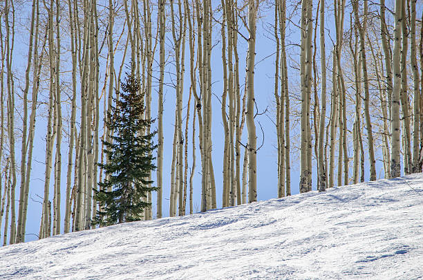 The Shadows of Winter Aspens in the Snow The afternoon winter sun is casting shadows of the aspen trees on the hillside of snow in the Colorado Rocky Mountains aspen tree grove tree stand stock pictures, royalty-free photos & images